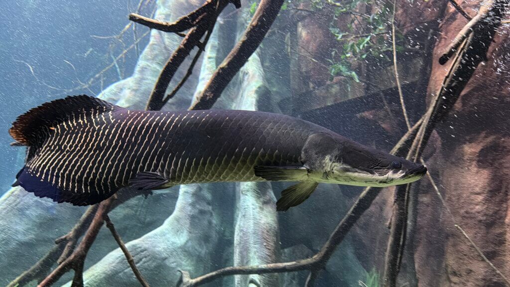 AquaFoz chega a 200 mil visitantes em três meses